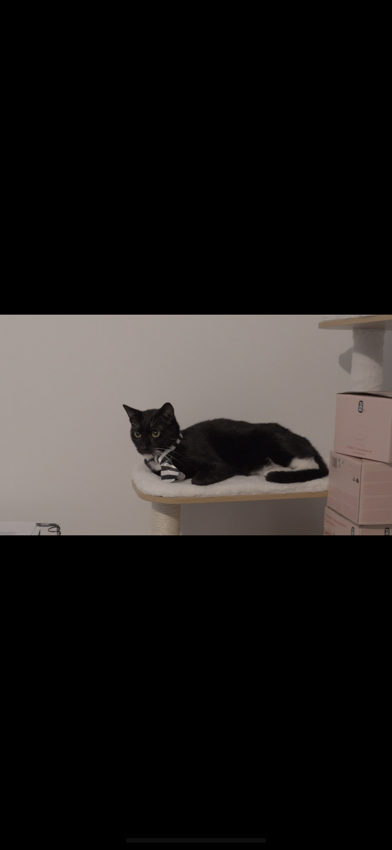 Casa de avocatură transformată în târg de adopție pentru pisici. Povestea pisicilor Aristo și Crat. Marius Todeancă, avocat: „Responsabilitatea față de animale este un semn de civilizație, nu un hobby”