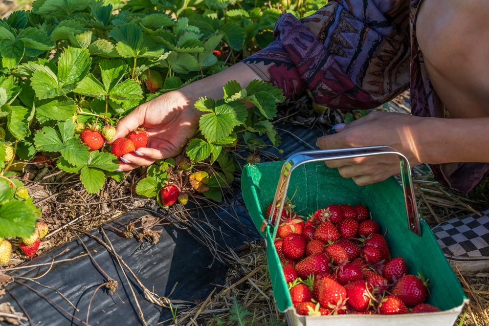 Căpșuni - plantare, cultivare și îngrijire. Ce beneficii are consumul de căpșuni și ce rețete poți încerca și cu fructele aromate