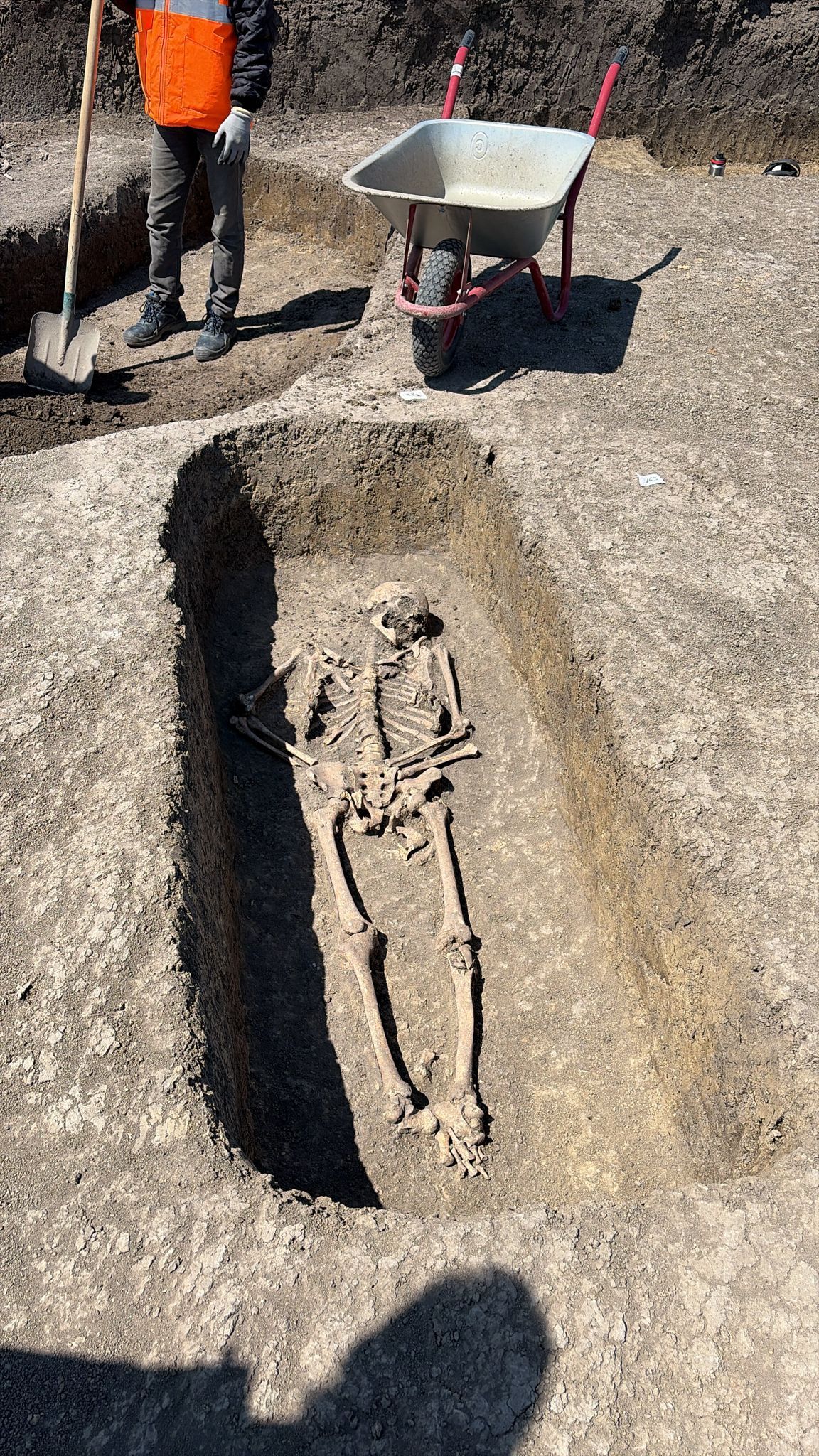 Pe traseul viitoarei Centuri de Vest din Timişoara a fost găsit îngropat un războinic, alături de calul său