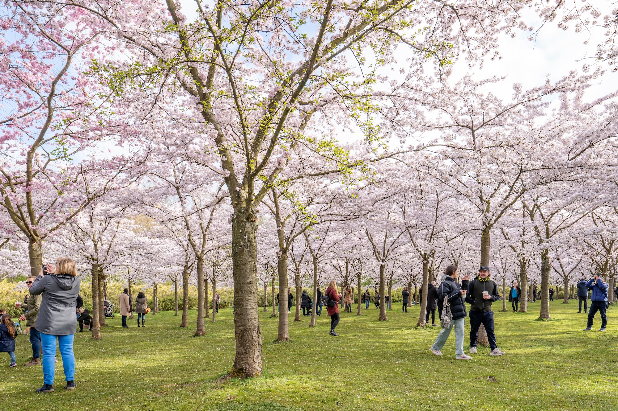 Șapte orașe din Europa unde românii pot admira ca în Japonia spectacolul florilor de cireș. Costă câteva sute de euro