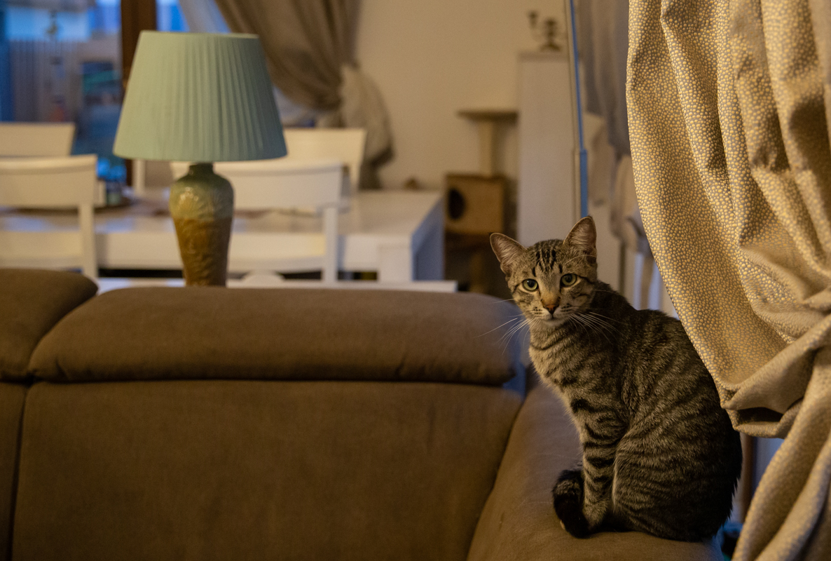 Crima care a șocat iubitorii de animale: câinii otrăviți ai familiei româno-norvegiene care îngrijește animale abandonate lângă Brașov