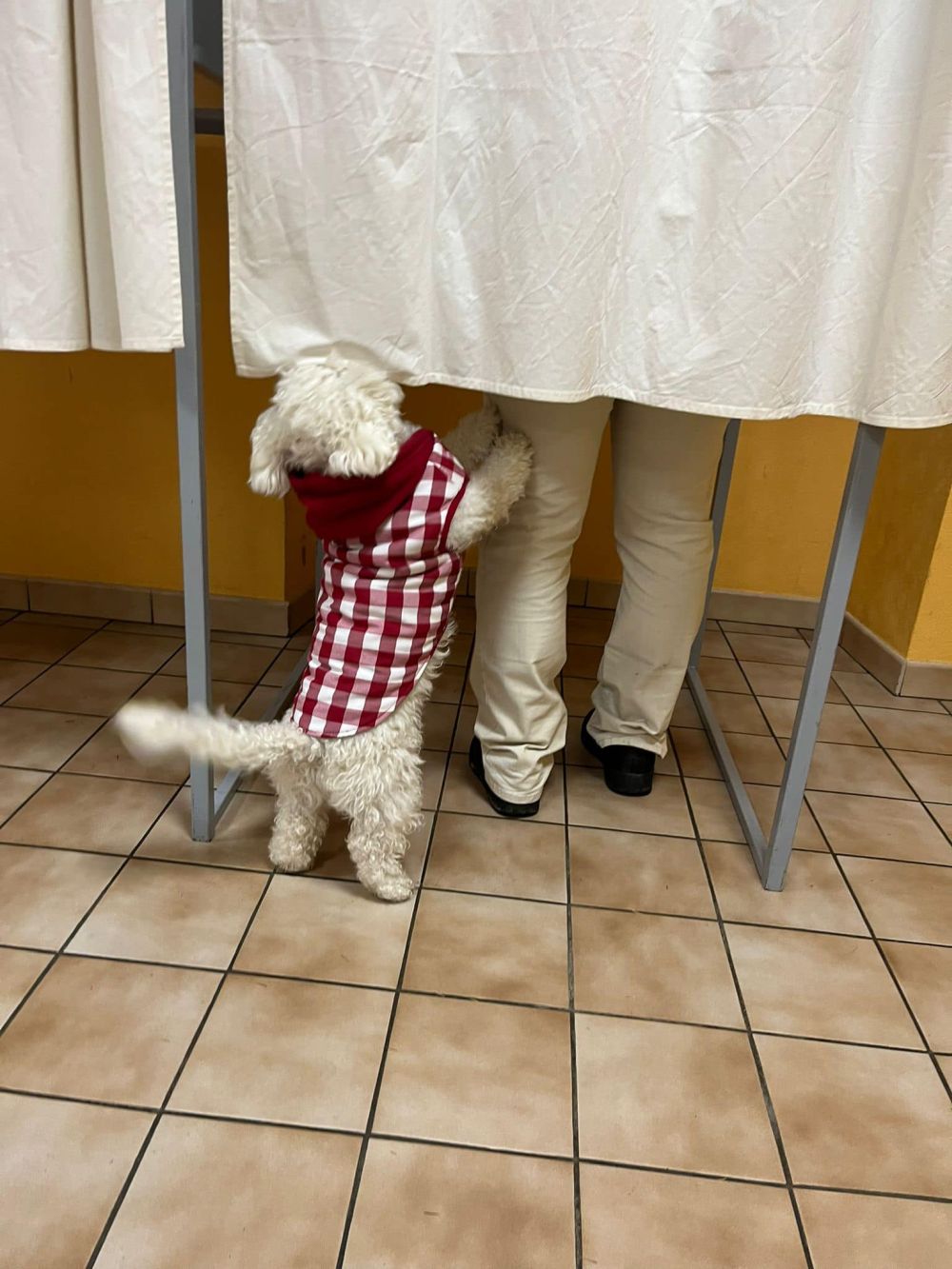 Imagini cu românii care au votat în diaspora la alegerile prezidențiale. Cel mai vârstnic alegător are 100 de ani