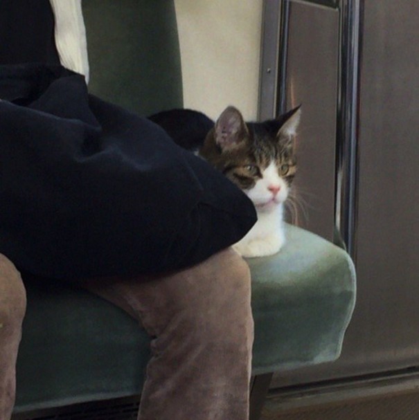 Să vezi și să nu crezi! O pisică din Tokyo călătorește regulat cu metroul de una singură