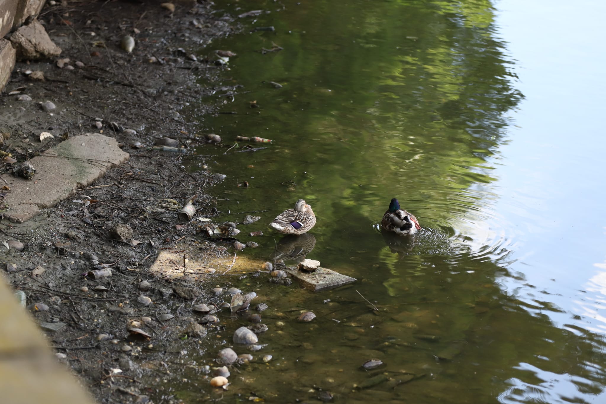 Cum arată lacul golit din parcul Herăstrău din București. Trotinete și scaune, printre obiectele găsite pe fundul lacului