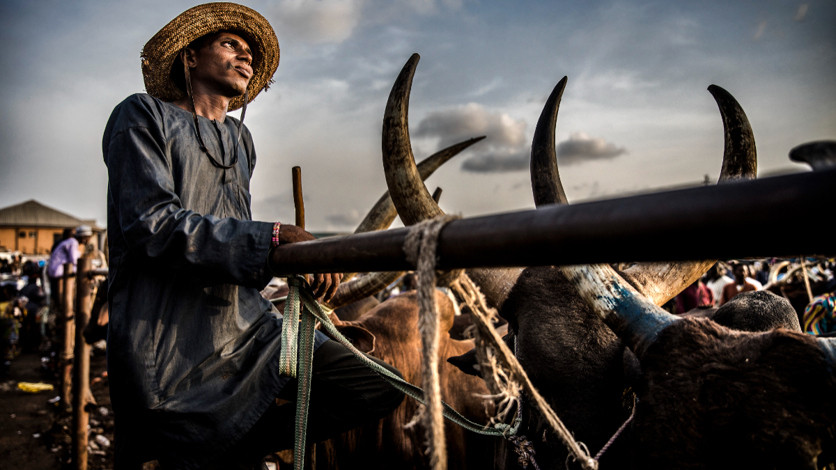 Herdsmen along with their cows wait for buyers at Kara Cattle Market in Lagos, Nigeria. [Photo by LUIS TATO/AFP via Getty Images]