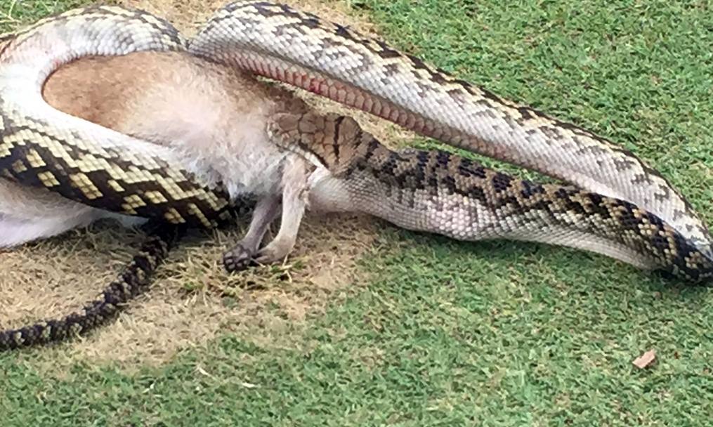 Imagini șocante din golf! Un piton lung de 4 metri a înghițit un pui de cangur / GALERIE FOTO