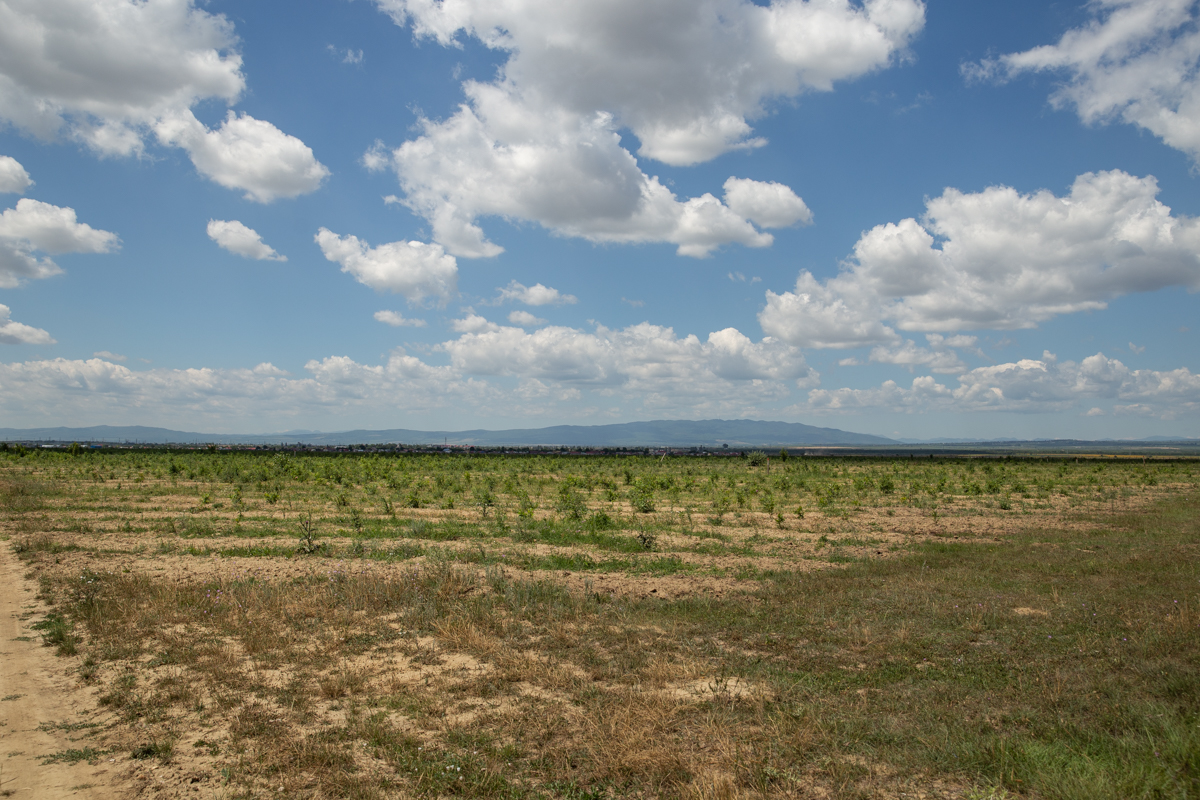 VIDEO | Cum să îngropi 2,4 milioane de euro. La peste doi ani de la primele plantări, Parcul Memoriei Naţionale de lângă Mărășești arată ca un deşert