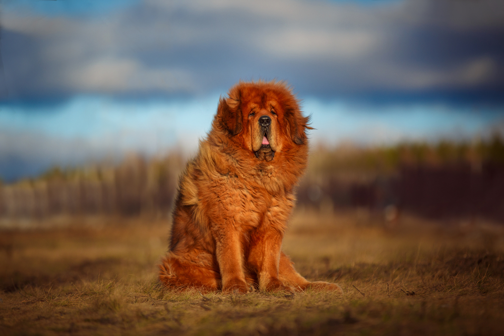 Mastiff Tibetan - ce caracteristici are și cum se dresează unul dintre cei mai puternici câini