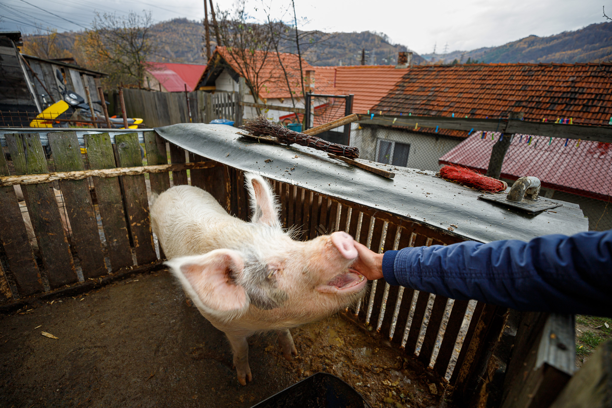 Colonia Bosnia, Petroșani. În cea mai săracă zonă din Valea Jiului, oamenii cer un singur lucru de la conducători: „Să ne dea și nouă pubele!”﻿