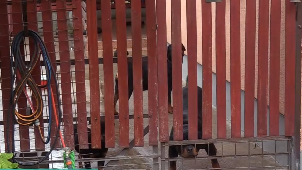 „Nehezen élem meg, hogy van egy ekkora sebem” – Megszólalt a 16 éves lány, akit egy nagytestű kutya támadott meg Balassagyarmaton – videó