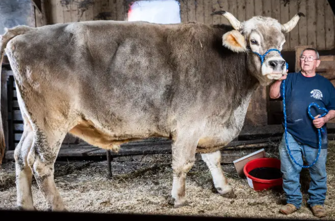 Tommy, cel mai înalt taur din lume, potrivit Guiness Book. Ce înălțime are și cât cântărește