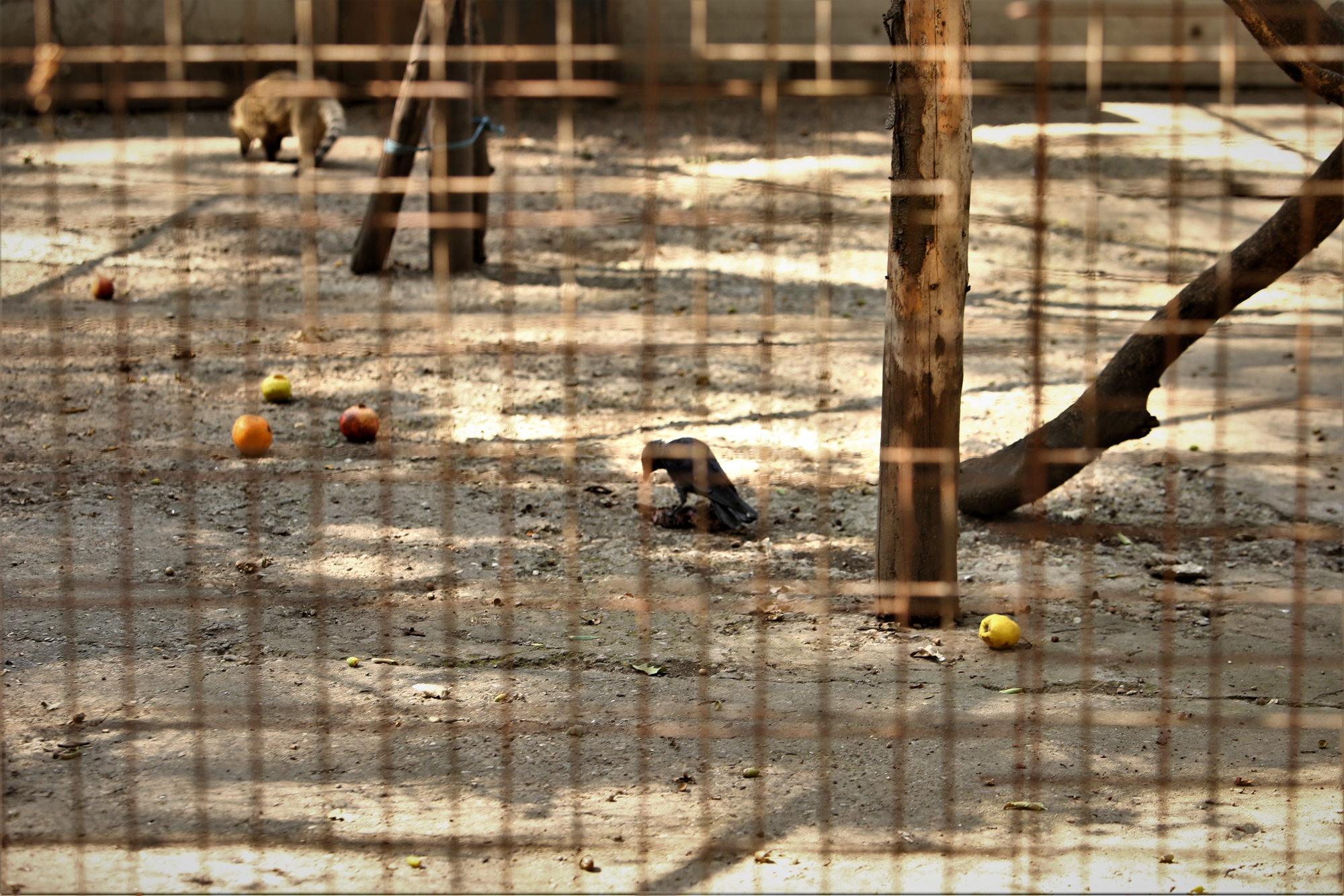 REPORTAJ. Grădina Zoologică din Brăila - în vizită la „pușcăria animalelor”: Vietăți apatice, mâncare puţină, apă în cauciucuri de maşină