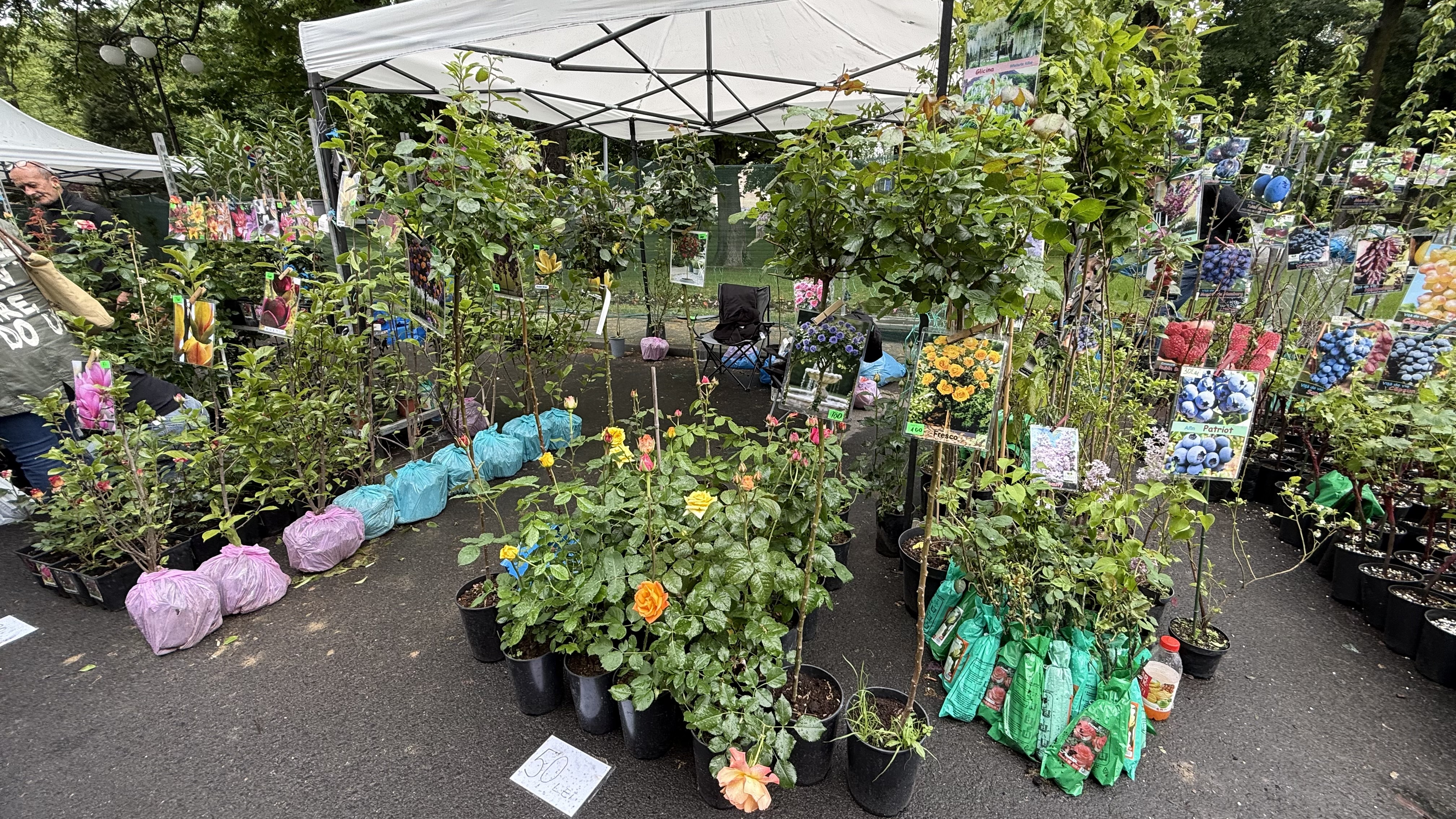 Explozie de flori și fructe exotice la Agronomie. Cât au plătit oamenii pentru „Mâna lui Buddha” „Banana Nordului” și smochinul mov