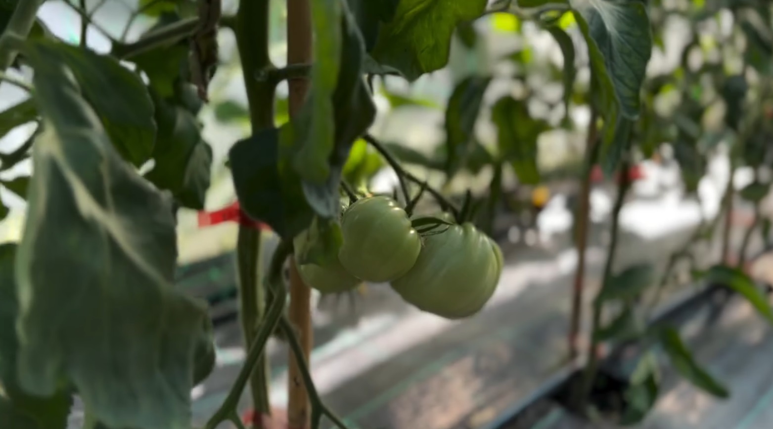 Ce a pățit Dragoș Bucur cu castraveții și roșiile plantate în solar. De dimineață a început munca în grădină: „Este foarte frumos”