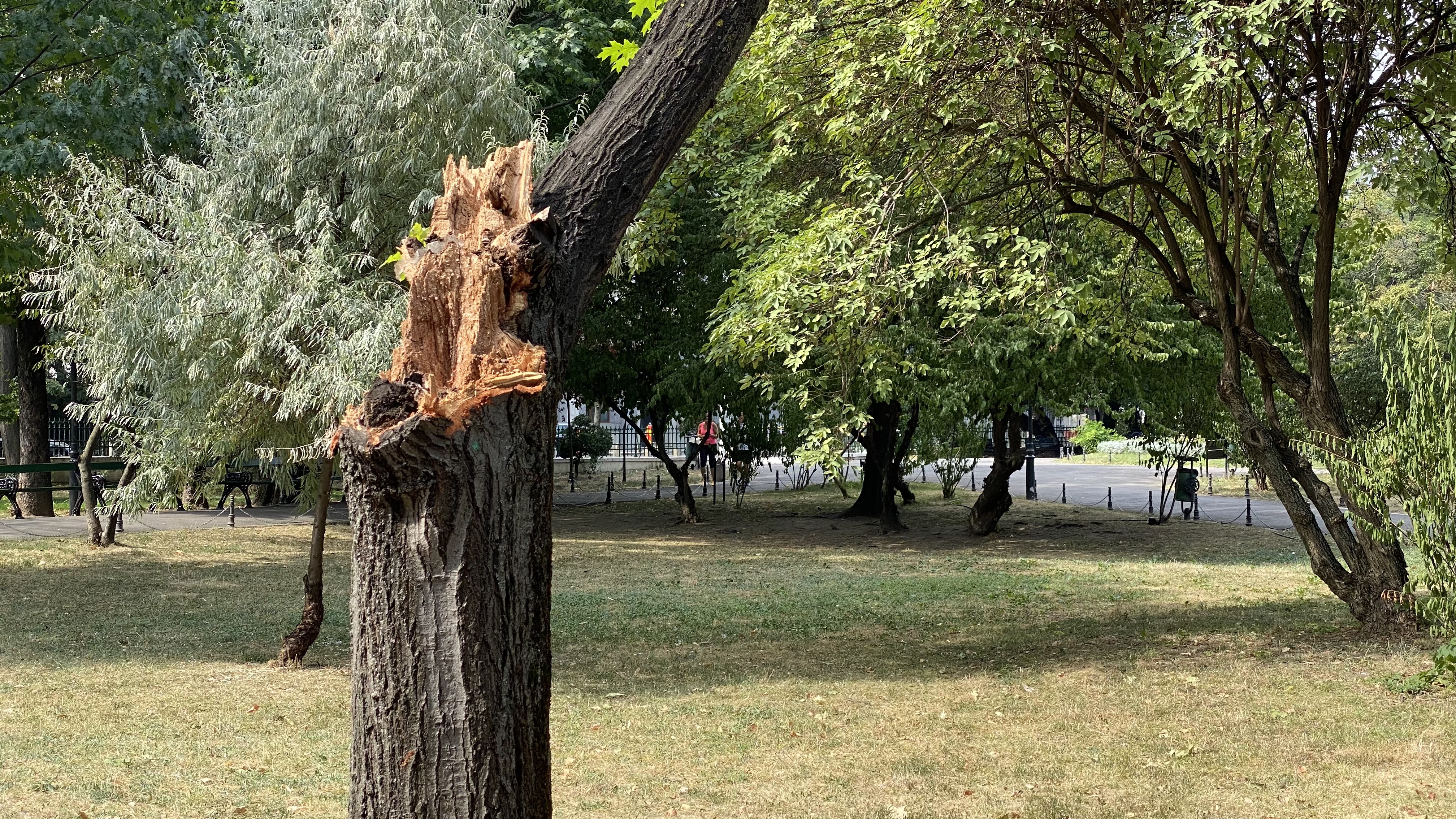 Cișmigiu, mândria tristă a Bucureștiului: pământ în loc de iarbă, alei distruse, garduri rupte și mirosuri insuportabile