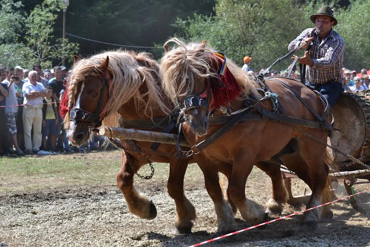 Caii au făcut spectacol la Festivalului Naţional Ecvestru de la Râşnov, desfășurat în weekend / FOTO