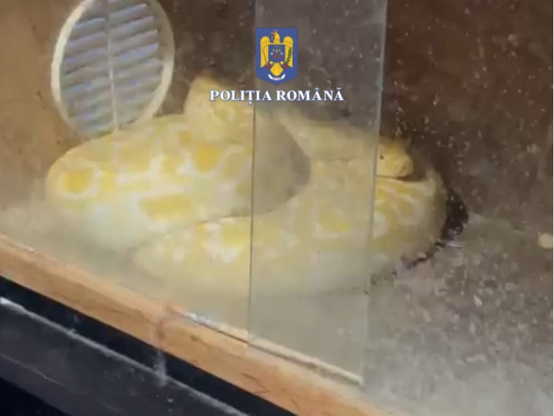 Șerpărie în casa unui bărbat din Olt: acesta creștea șerpi la domiciliu, pe care îi hrănea cu animale vii