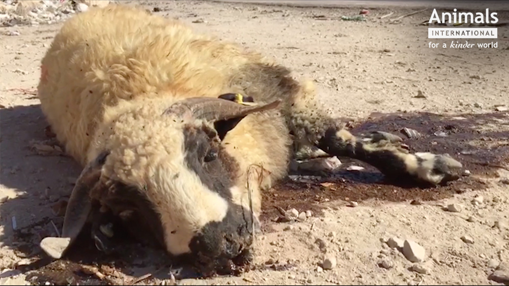 VIDEO/ Animale chinuite. Oile din România, tăiate pe stradă, în Iordania. Australia a oprit exportul către Iordania tocmai din cauza asta