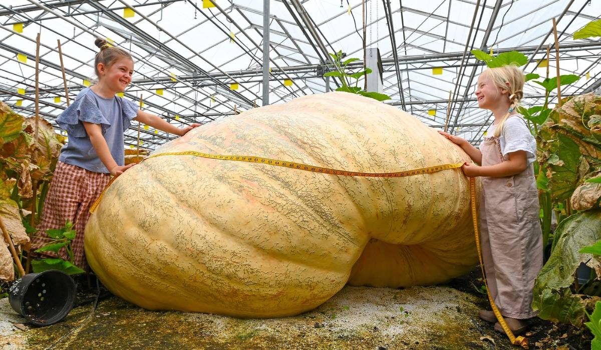 Cel mai mare și mai lung dovleac din lume cântărește peste 1.200 de kilograme și a fost crescut de gemeni