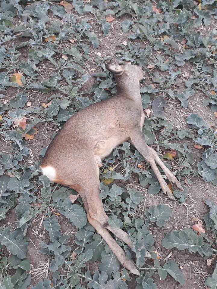 Animale otrăvite pe câmp de substanțele toxice folosite de o firmă care cultiva rapiță în Timiș