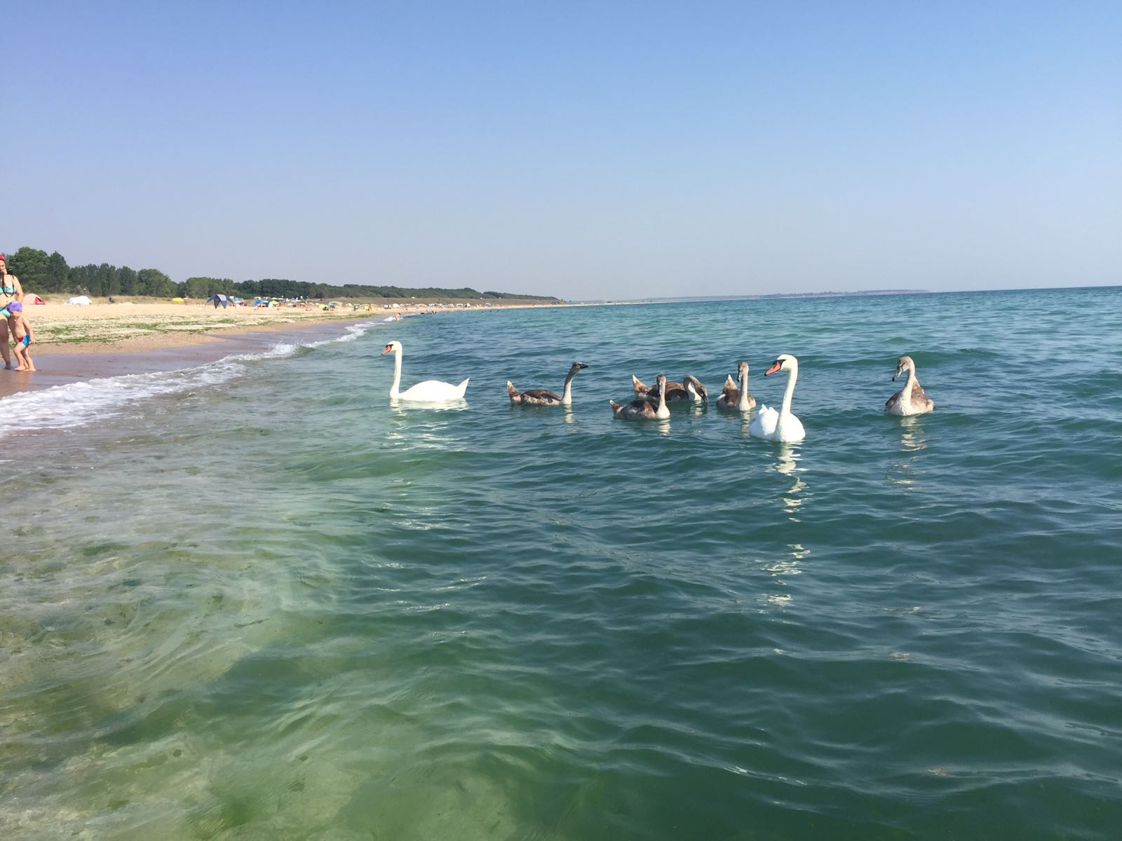 Familie de lebede la Marea Neagră. Imagini de vis pentru turiștii veniți pe litoral | FOTO ȘI VIDEO