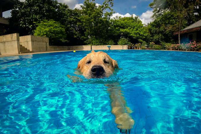 Cele mai bune piscine pentru câini: cât costă, ce modele există și cum alegi varianta potrivită