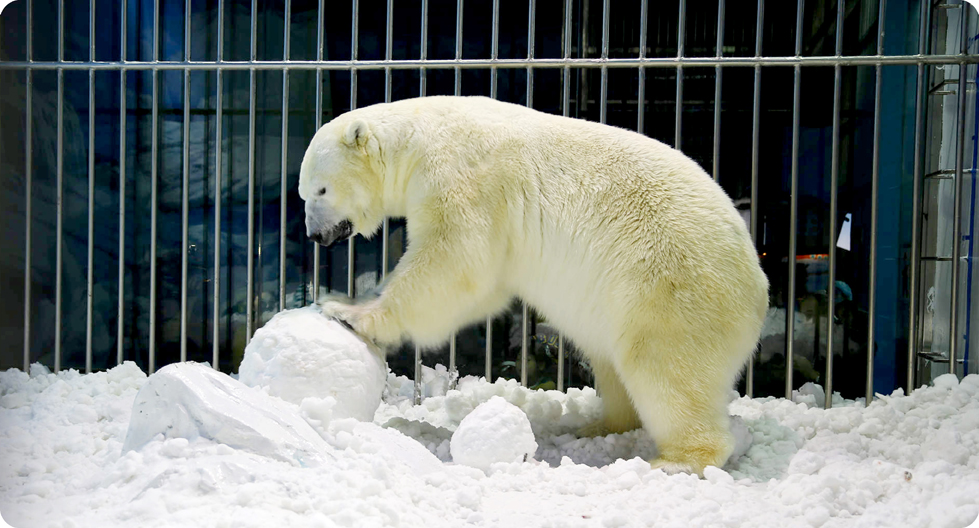 Ursul polar de la hotel. Atracția din China care i-a înfuriat pe activiștii pentru drepturile animalelor