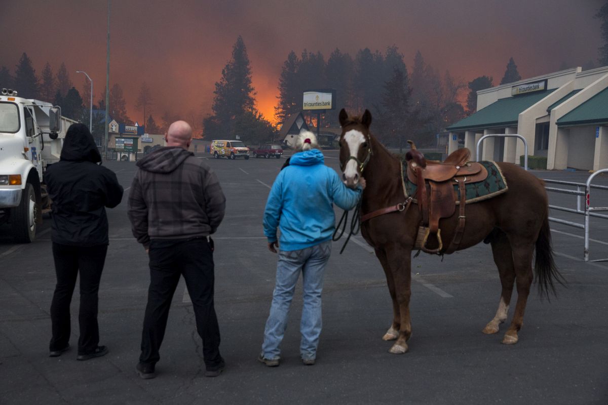 Sandra Bullock donează 100.000 de dolari pentru a ajuta la salvarea animalelor prinse în incendiile din California
