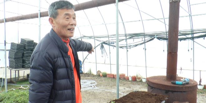Legumele coreene care cresc în Prahova. Coreeanul Lee Song Su cultivă salată cu gust de hrean și ridichi de opt kilograme / FOTO