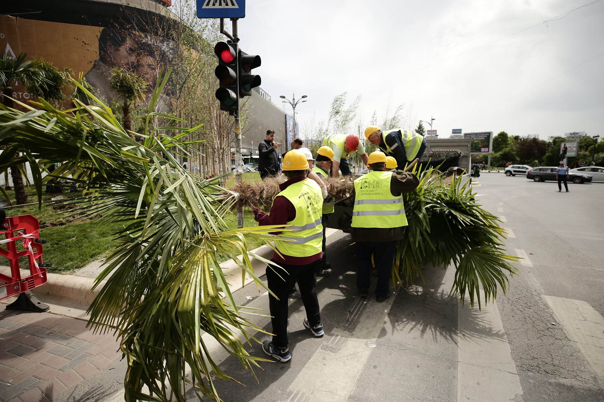Nicușor Dan a scos palmierii puși de Negoiță la Piața Unirii, în urmă cu două zile. „Nu este vreo țară exotică”. Cei doi primari se atacă reciproc