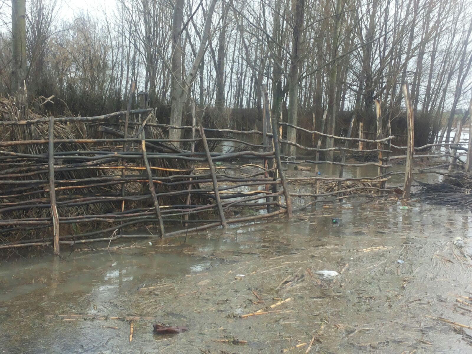 Dunărea, sub cod portocaliu în judeţul Olt! Sute de hectare de păşune şi pădure sunt inundate! GALERIE FOTO