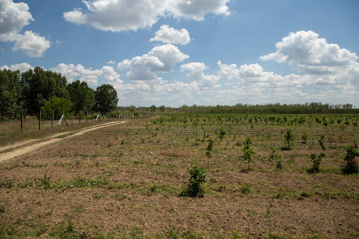 VIDEO | Cum să îngropi 2,4 milioane de euro. La peste doi ani de la primele plantări, Parcul Memoriei Naţionale de lângă Mărășești arată ca un deşert