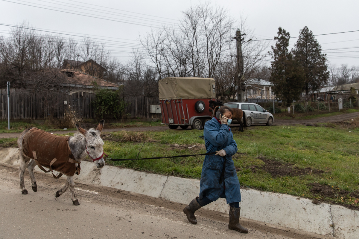 REPORTAJ. În loc de reni, Moș Crăciun a venit anul acesta cu o caravană salvatoare pentru iepe, măgărițe, câini și pisici