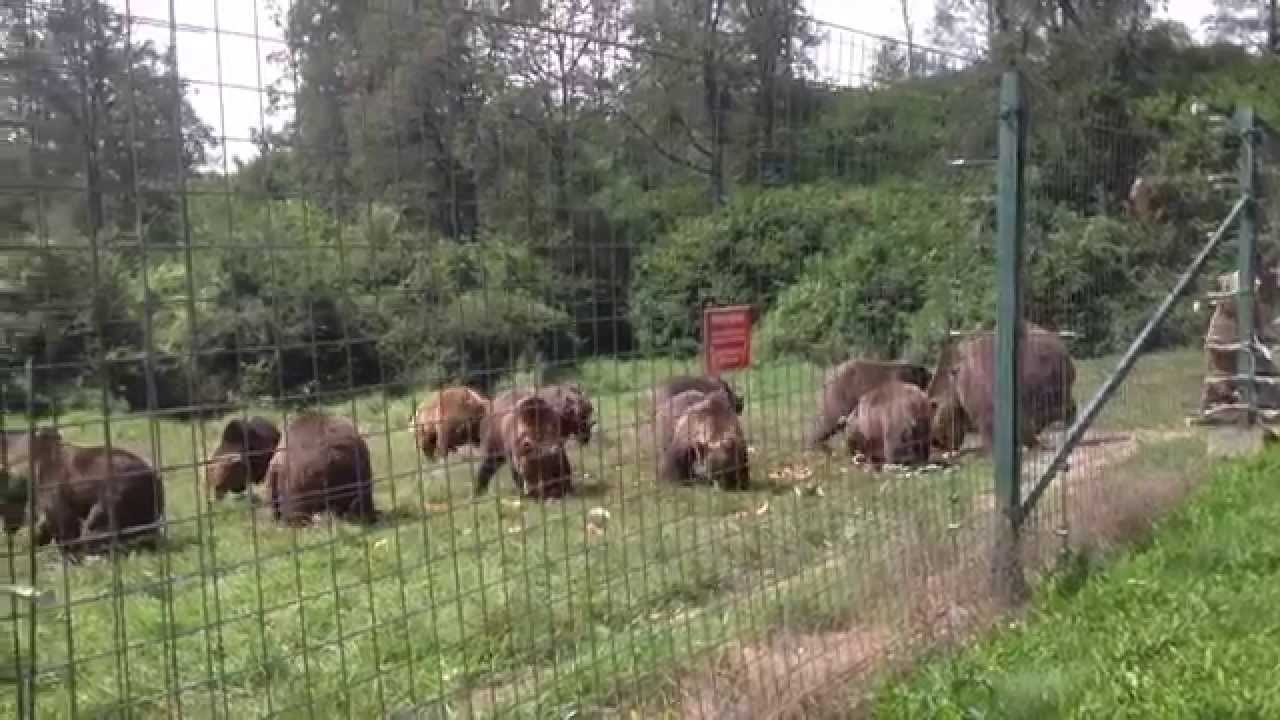 FOTO&VIDEO/ REPORTAJ. Cândva faima României, urșii au devenit o problemă națională care naște controverse aprinse. Soluții propuse de specialiști