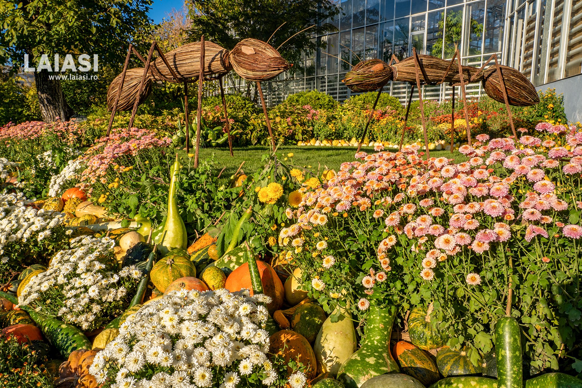 Cea mai așteptată expoziție de flori de toamnă s-a deschis în Grădina Botanică din Iași. Zeci de vizitatori au venit să admire explozia de culori