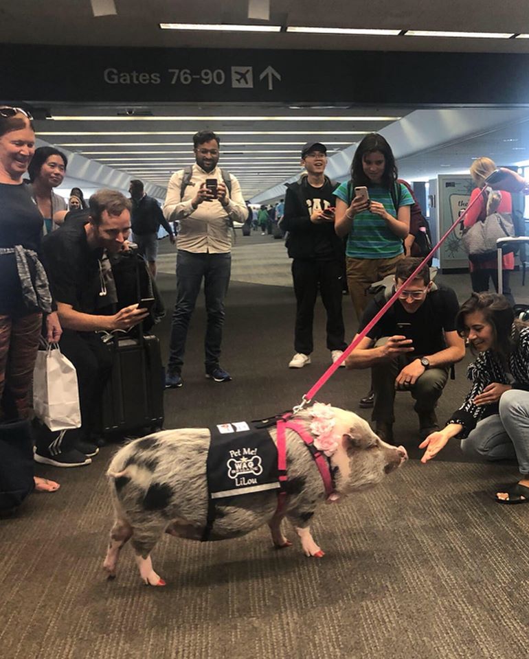 Aeroportul din San Francisco și-a luat un porc de terapie. Care e motivul