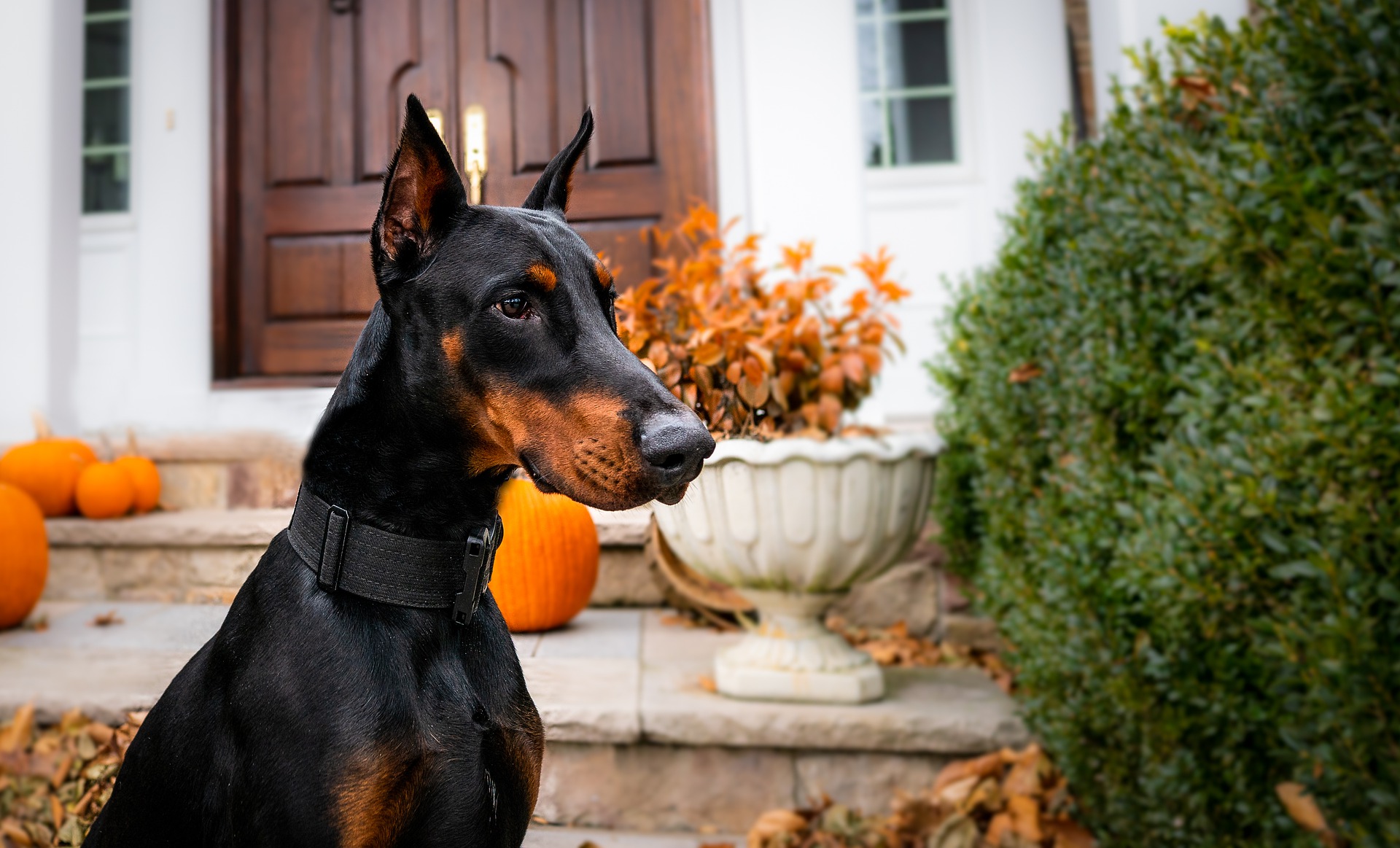 Doberman - caracteristici și temperament. Cum se dresează un animal de companie