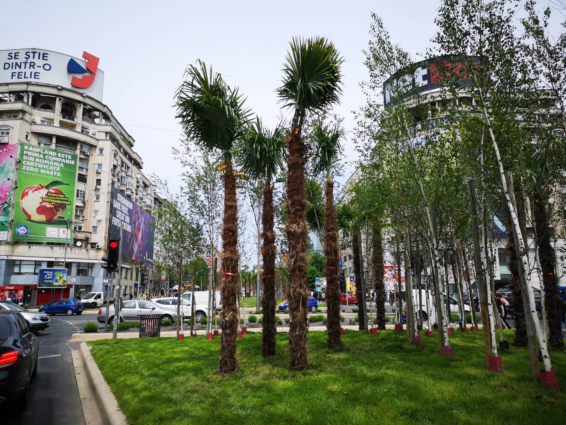 Nicușor Dan a scos palmierii puși de Negoiță la Piața Unirii, în urmă cu două zile. „Nu este vreo țară exotică”. Cei doi primari se atacă reciproc