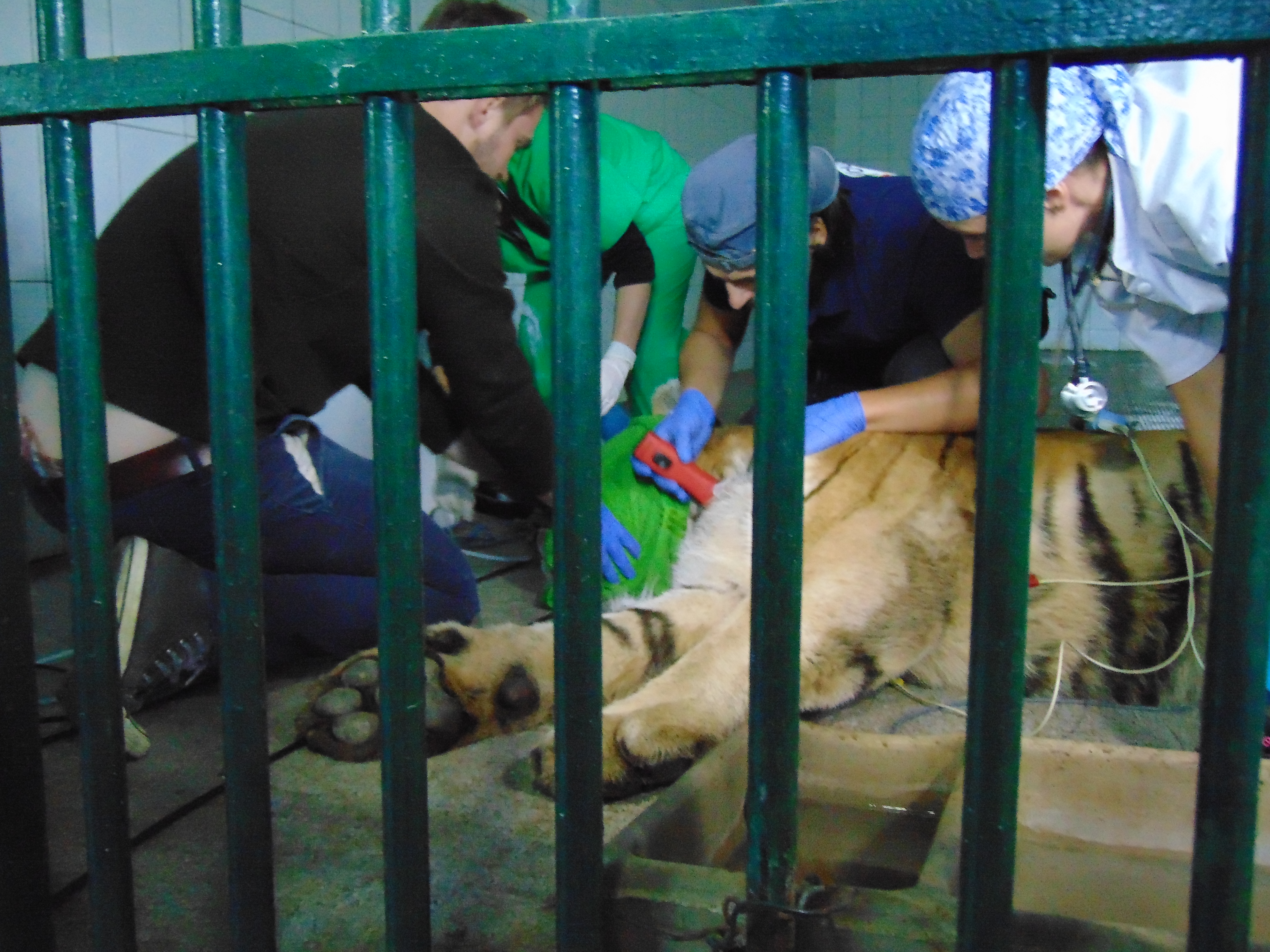 Premieră medicală la ZOO Galaţi! Tigrul a fost investigat chiar în cușcă! Desfășurare impresionantă de forțe GALERIE FOTO