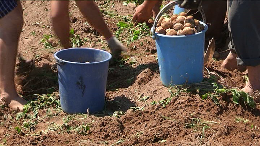 REPORTAJ/ Cartoful timpuriu din Călărași de Dolj a ajuns deja pe mesele europenilor. ”Producția noastră e mai mult decât bio, că băgăm bălegar”