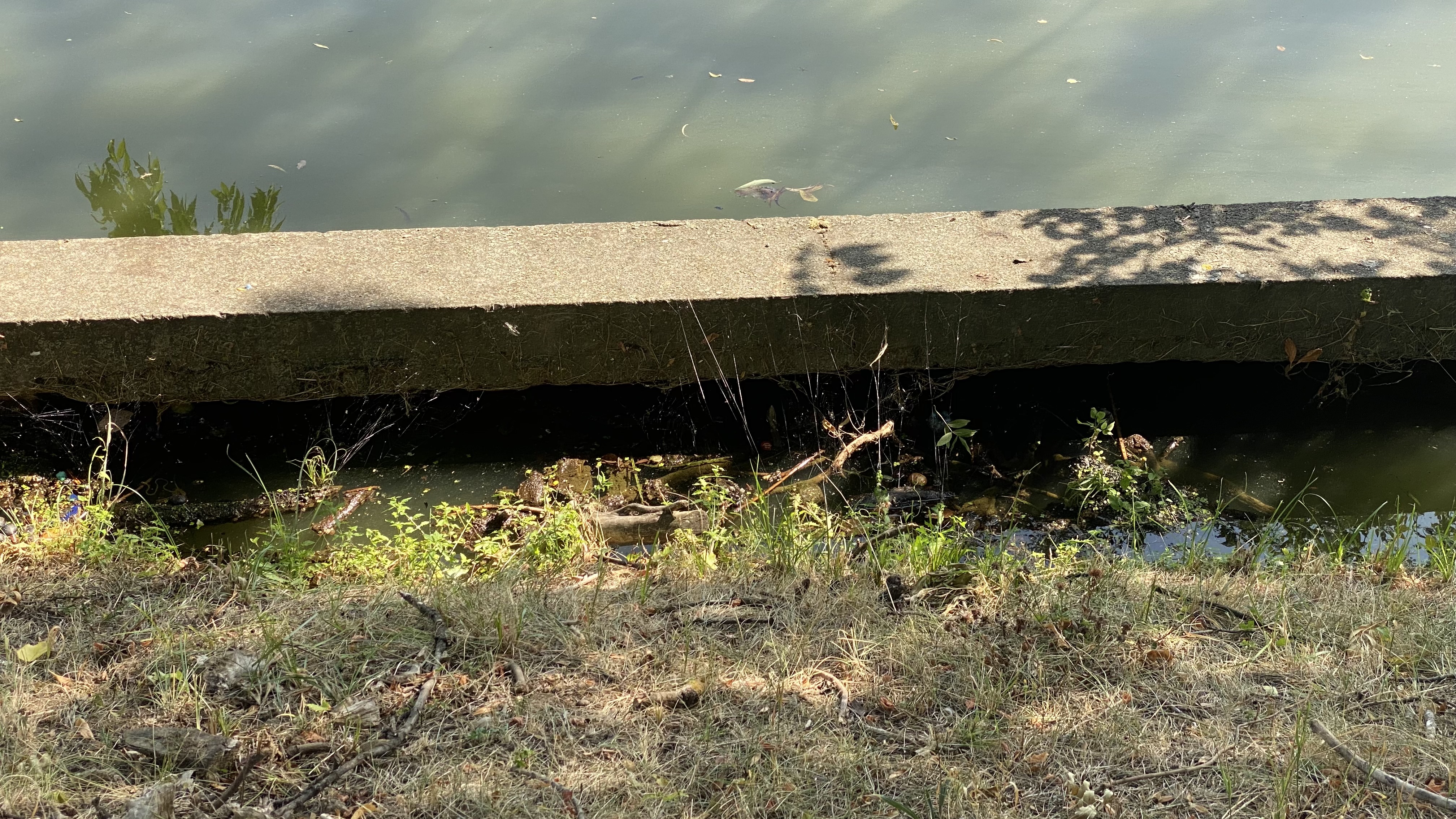 FOTO. Herăstrău, cel mai mare parc al Bucureștiului, arată mai rău ca niciodată. Trandafirii și zonele cu flori sunt istorie, clădirile pentru expoziții au fost vandalizate