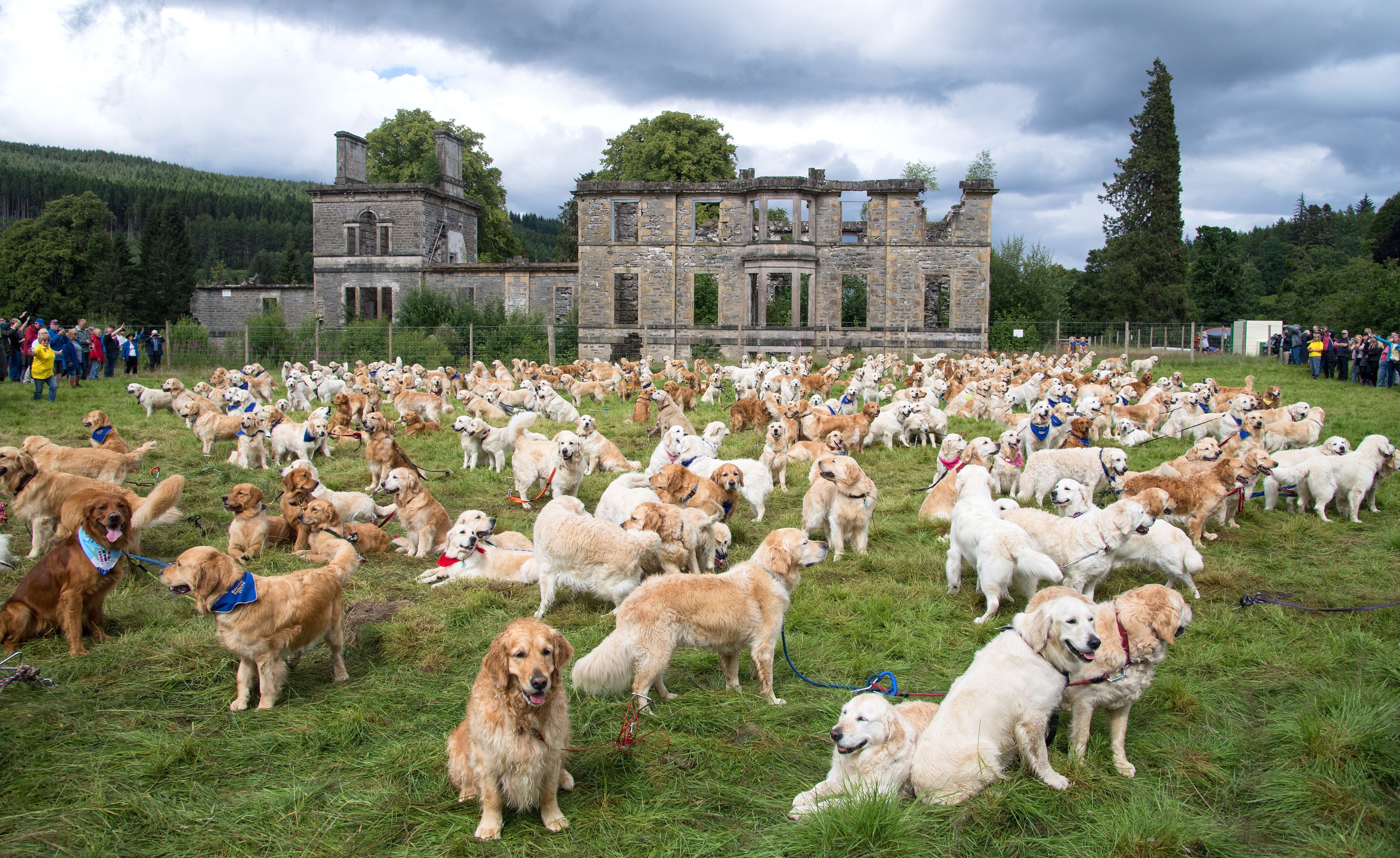 488 de câini Golden Retriever s-au întâlnit în Scoția. Au fost aduși din 12 țări pentru un eveniment special