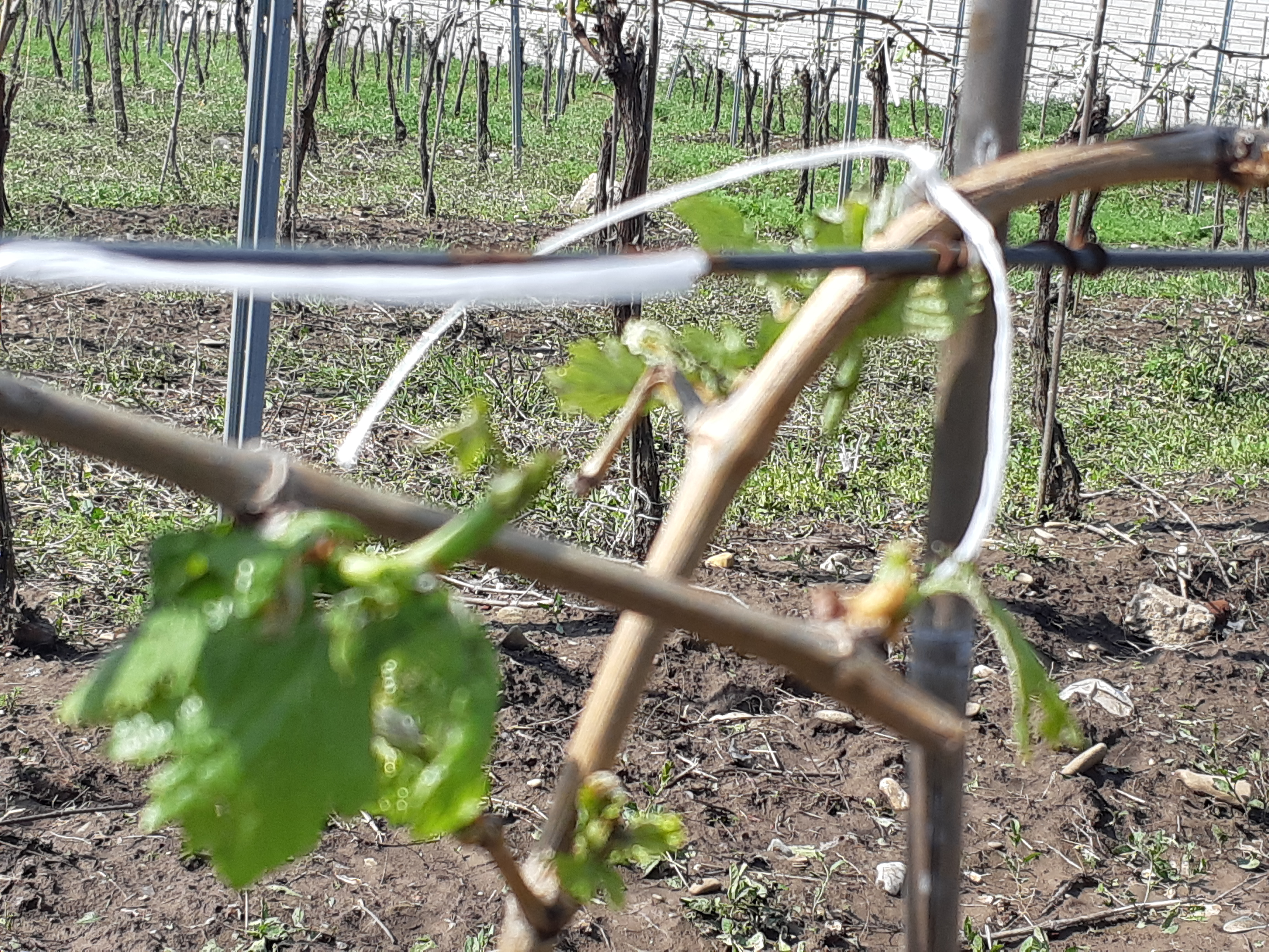 FOTO | Urmările urgiei din Prahova: au fost afectate 3.000 de hectare de vie, iar producția de struguri e pierdută pe alocuri și în proporție de 100%!