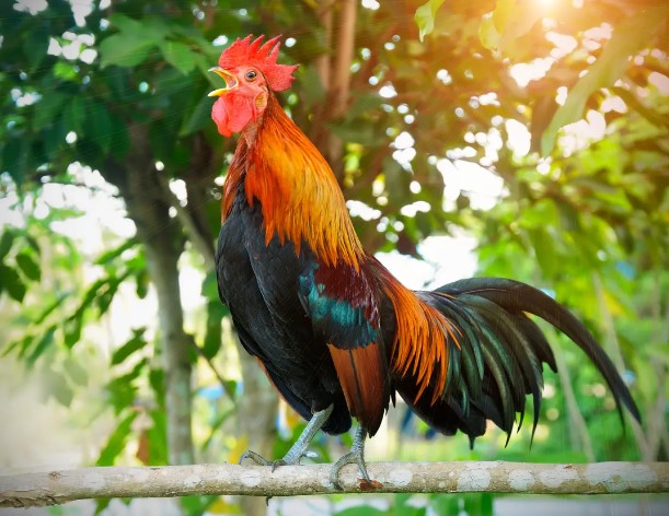Rooster