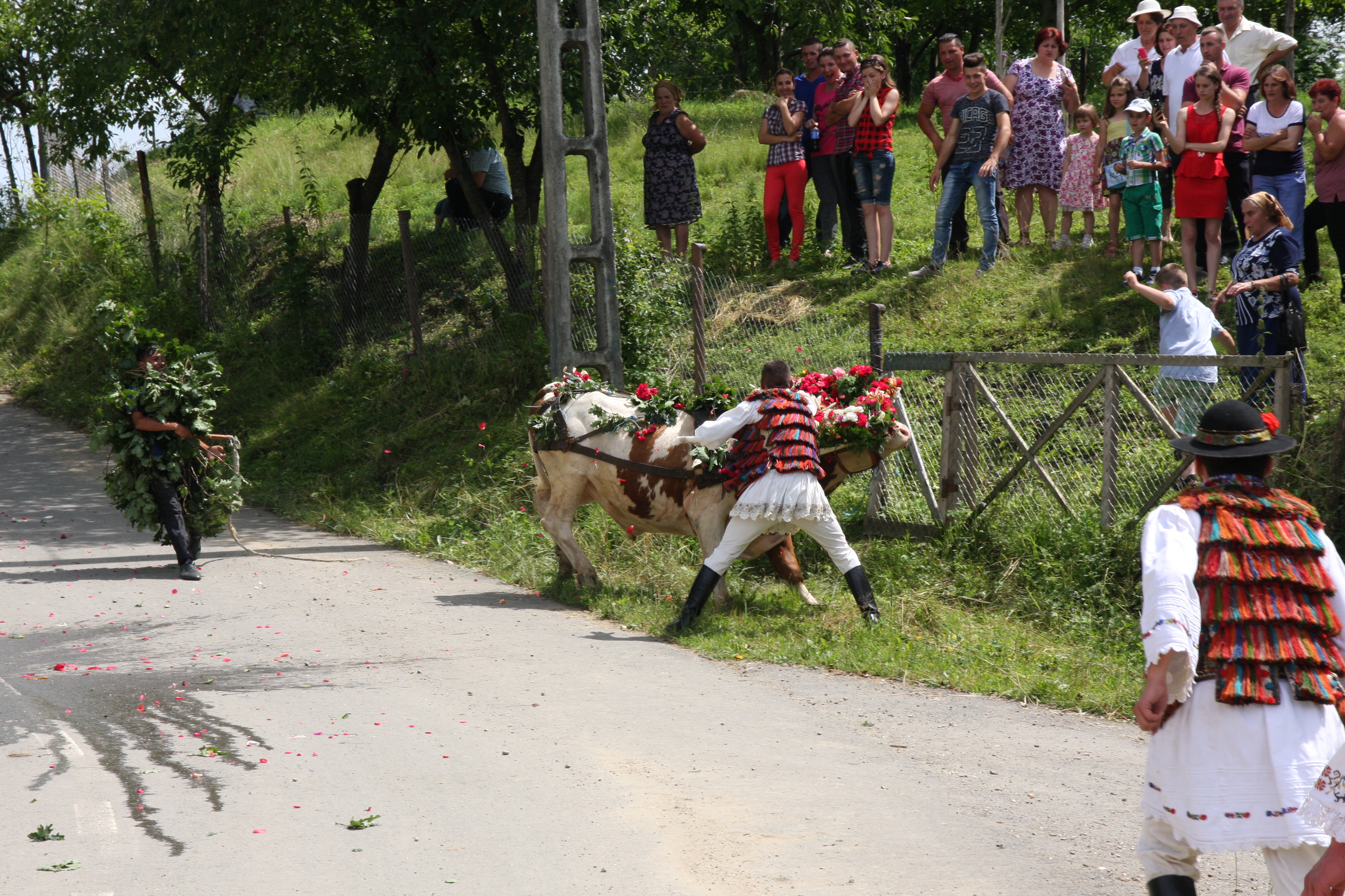 Val de nunţi la Figa după ce fetele au prins boul de Rusalii | GALERIE FOTO