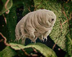 The tardigrade [Aquaridise]