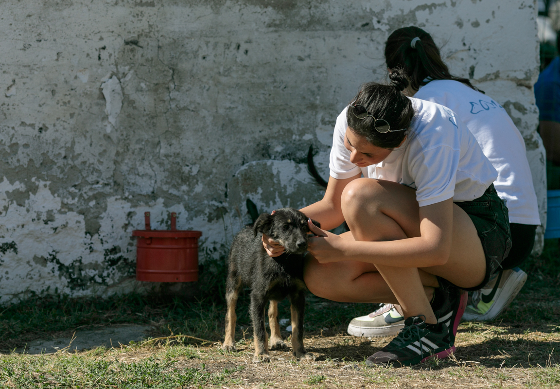 „Îi oferi o viață, iar când crește, îl arunci pe stradă. Ăsta este egoism”. Patru studenți din Turcia au grijă de câinii abandonați din București