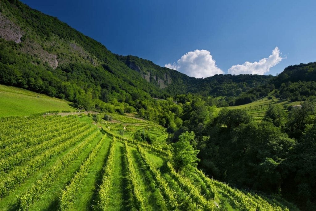 Bottega: cramă și distilerie din Italia, promotor al sustenabilității