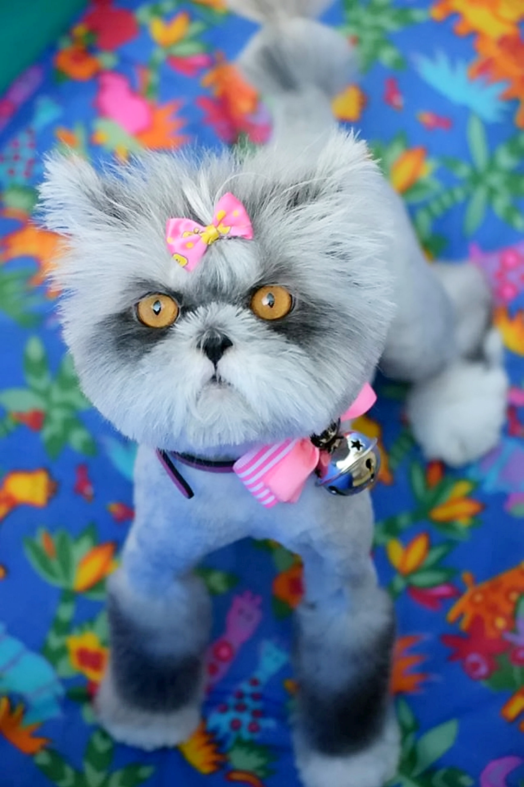 Pisică sau cățel? Ce crezi că este animalul din imagine | FOTO