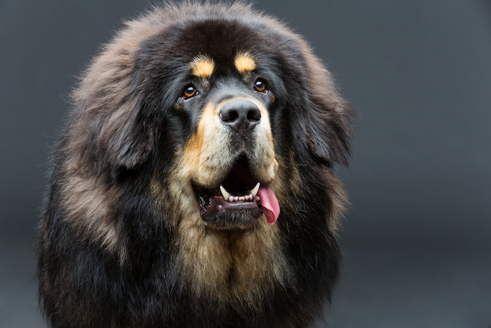 Mastiff Tibetan - ce caracteristici are și cum se dresează unul dintre cei mai puternici câini